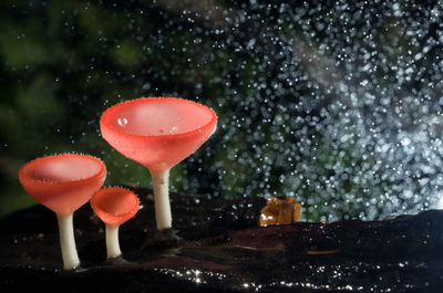 Close-up of mushrooms during rainy season