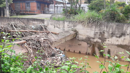 Plants by abandoned building