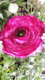 Close-up of pink flower blooming outdoors