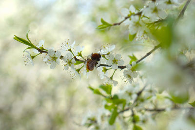 Close-up of insect on white flowers