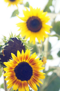 Close-up of yellow flower blooming outdoors