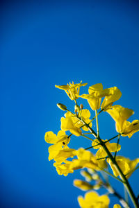 Close-up of yellow flowering plant against blue sky