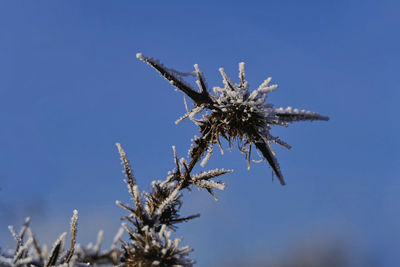 Low angle view of dead plant against clear blue sky