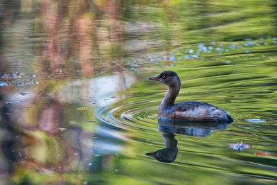 Duck swimming in a lake