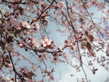 Low angle view of cherry blossoms blooming against sky