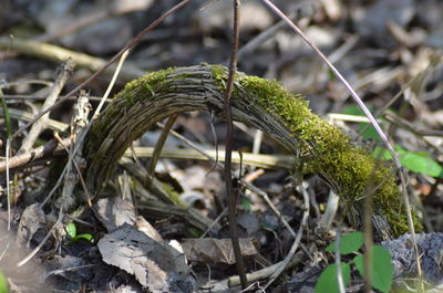 Close-up of plant growing outdoors