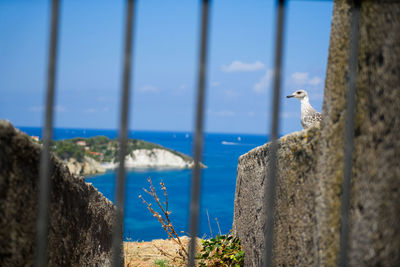 Seagull perching on retaining wall by sea against sky