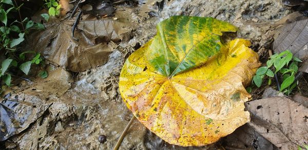 High angle view of yellow maple leaf on rock