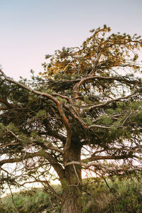 Low angle view of tree against sky