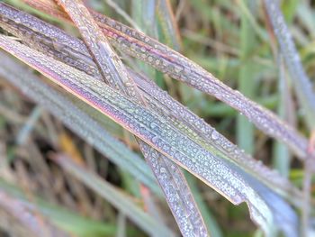 Close-up of wet plant leaves during rainy season