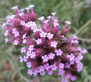 Close-up of purple flowers blooming outdoors