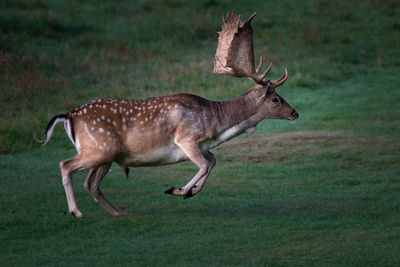 Side view of deer on field