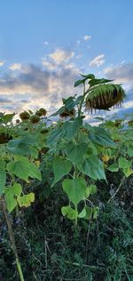 Close-up of fresh flowers on field against sky