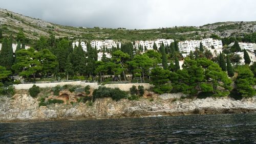Trees and plants by sea against sky