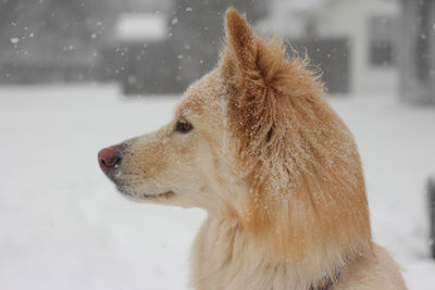 Dog looking away on snow field