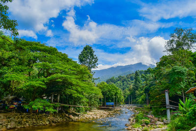 Scenic view of river amidst trees against sky