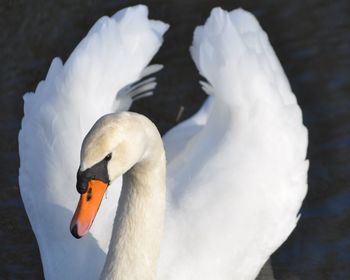 Close-up of swan swimming in water