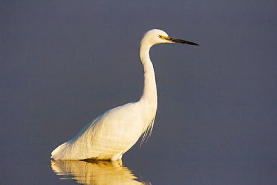 View of a bird against the lake