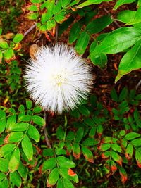 Close-up of dandelion blooming outdoors