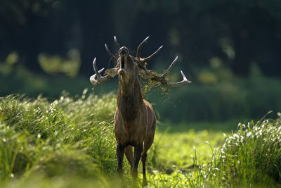 Deer rut in kopacki rit, croatia