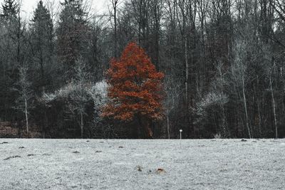 Snow covered trees in forest during autumn