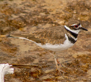 Side view of a bird on water