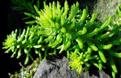 Close-up of green leaves