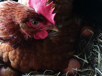 Close-up of a bird