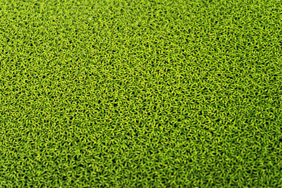 Full frame shot of leaf on field