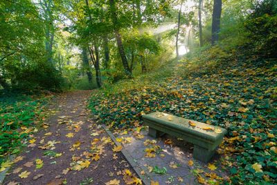 Footpath amidst trees in forest during autumn