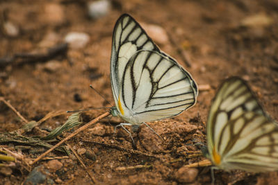 Close-up of butterfly on leaf