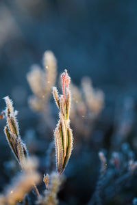 Close-up of frozen plants