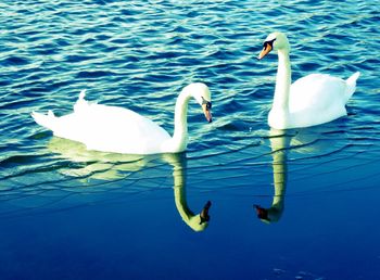 Swans swimming in lake