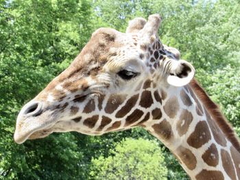 Close-up of giraffe in zoo
