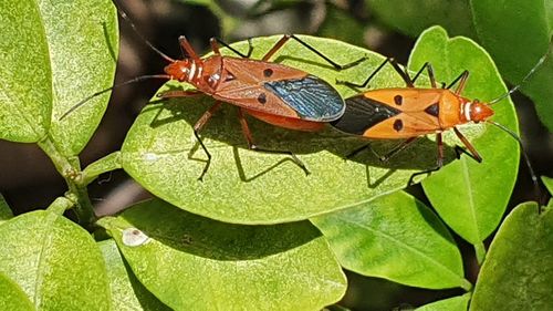 High angle view of butterfly on leaves