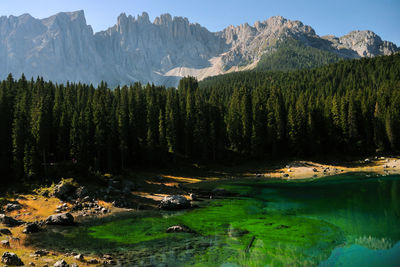 Panoramic shot of trees and mountains against sky