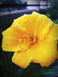 Close-up of yellow flowering plant