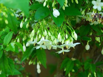 Close-up of white flowering plant