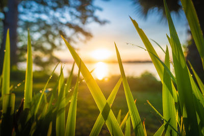 Close-up of crops growing on field against sky