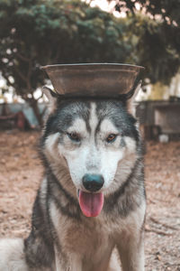 Portrait of siberian husky dog.siberian husky is sitting on the ground of grass, it wears a cap.