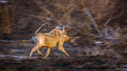 Side view of deer running