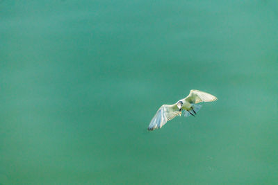 High angle view of seagull flying