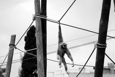 Low angle view of gibbon hanging from rope against sky at zoo