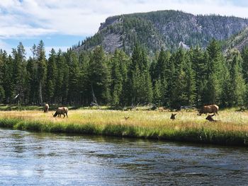 Horses in a farm