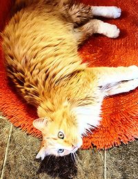 Close-up of cat