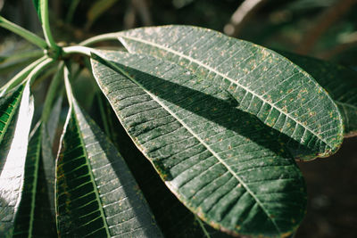 Close-up of green leaves