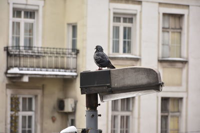 Close-up of bird perching on street lamp