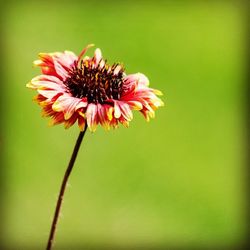 Close-up of flowers blooming outdoors