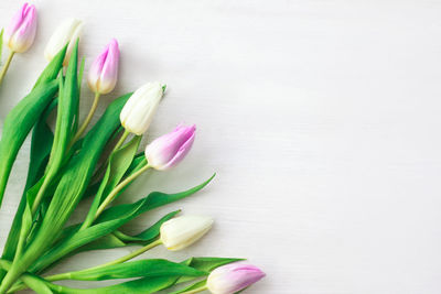 Close-up of pink tulips against white background