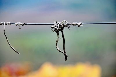 Close-up of barbed wire